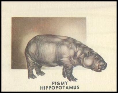 51TAW 174 Pygmy Hippopotamus.jpg